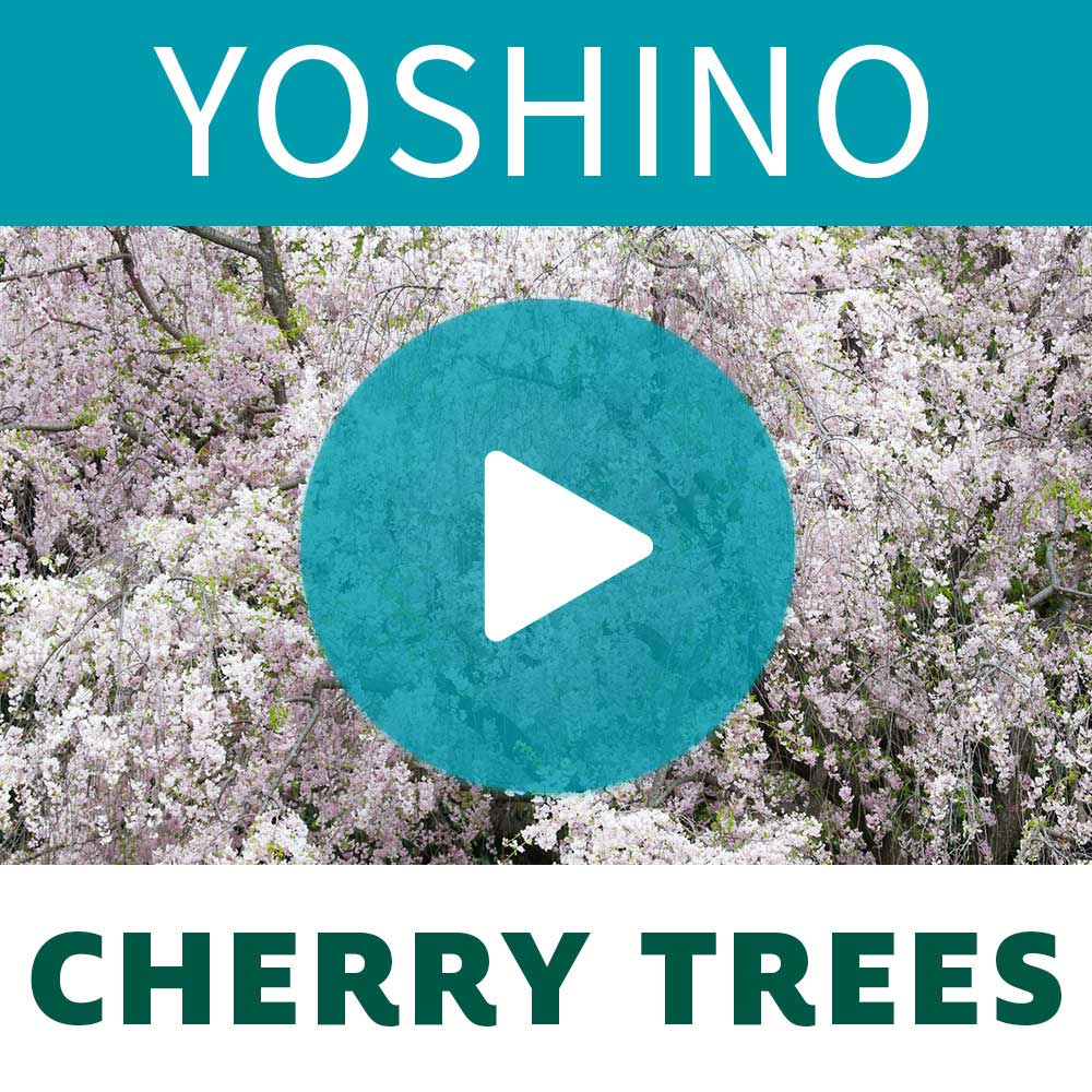 Yoshino Cherry Tree