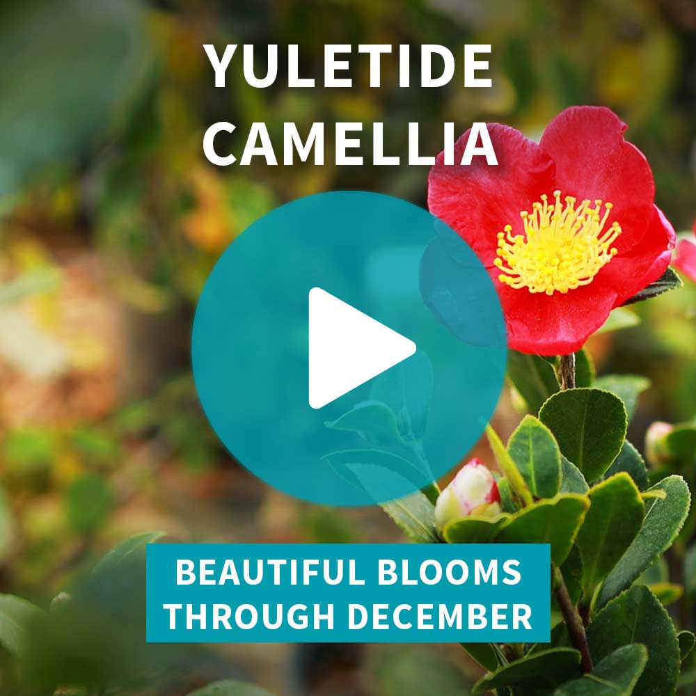 Southern Living® Yuletide Camellia