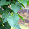 American Sentry™ Linden Tree