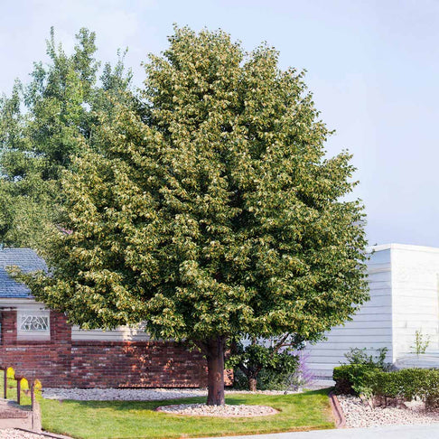 American Sentry™ Linden Tree