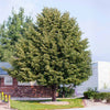 American Sentry™ Linden Tree