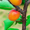 Katy Apricot Tree