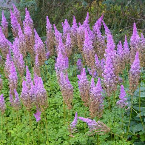Purple Candles Astilbe Plant