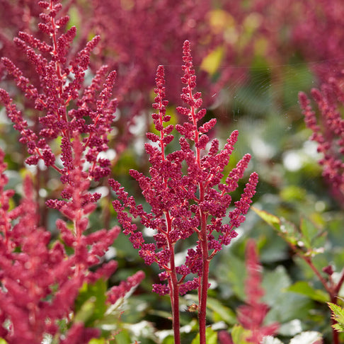 Visions in Red Astilbe Plant