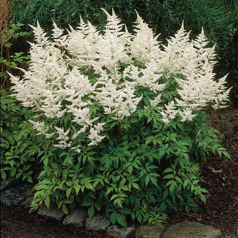 Vision in White Astilbe Plant