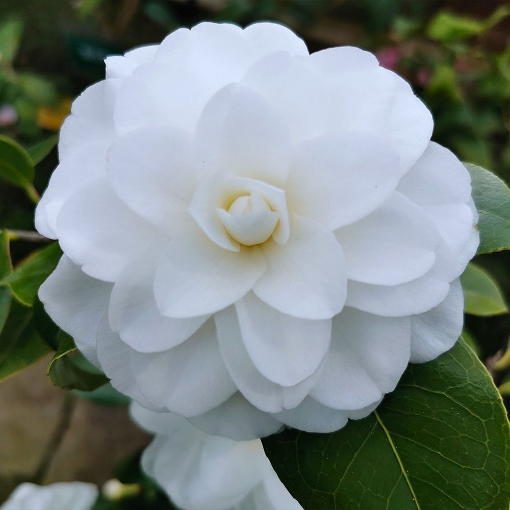 Autumn Moon Camellia