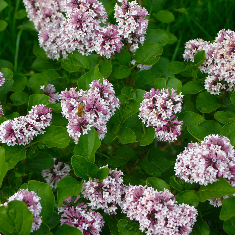 Proven Winners® Baby Kim® Lilac Shrub