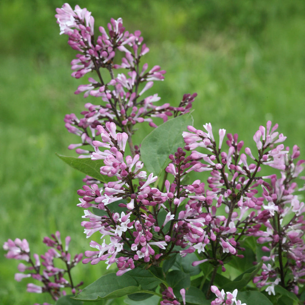 Proven Winners® Baby Kim® Lilac Shrub