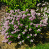 Proven Winners® Baby Kim® Lilac Shrub