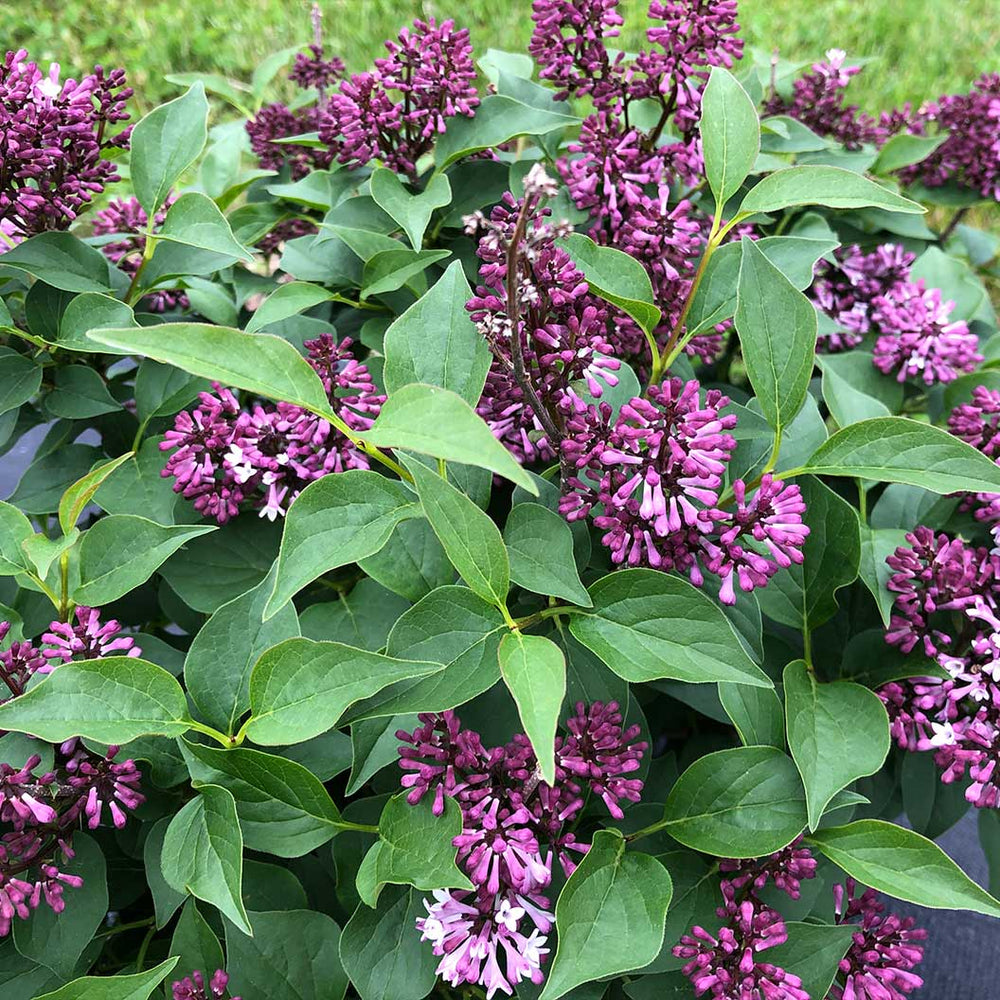 Proven Winners® Baby Kim® Lilac Shrub