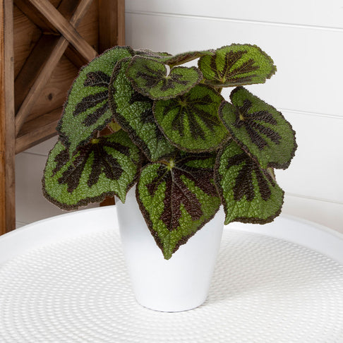Proven Winners®  Criss Cross™ Begonia