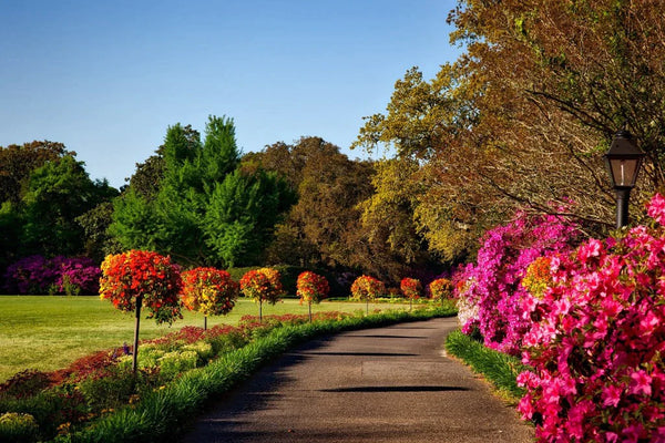 Fall Landscaping: Top 5 Plants and Trees