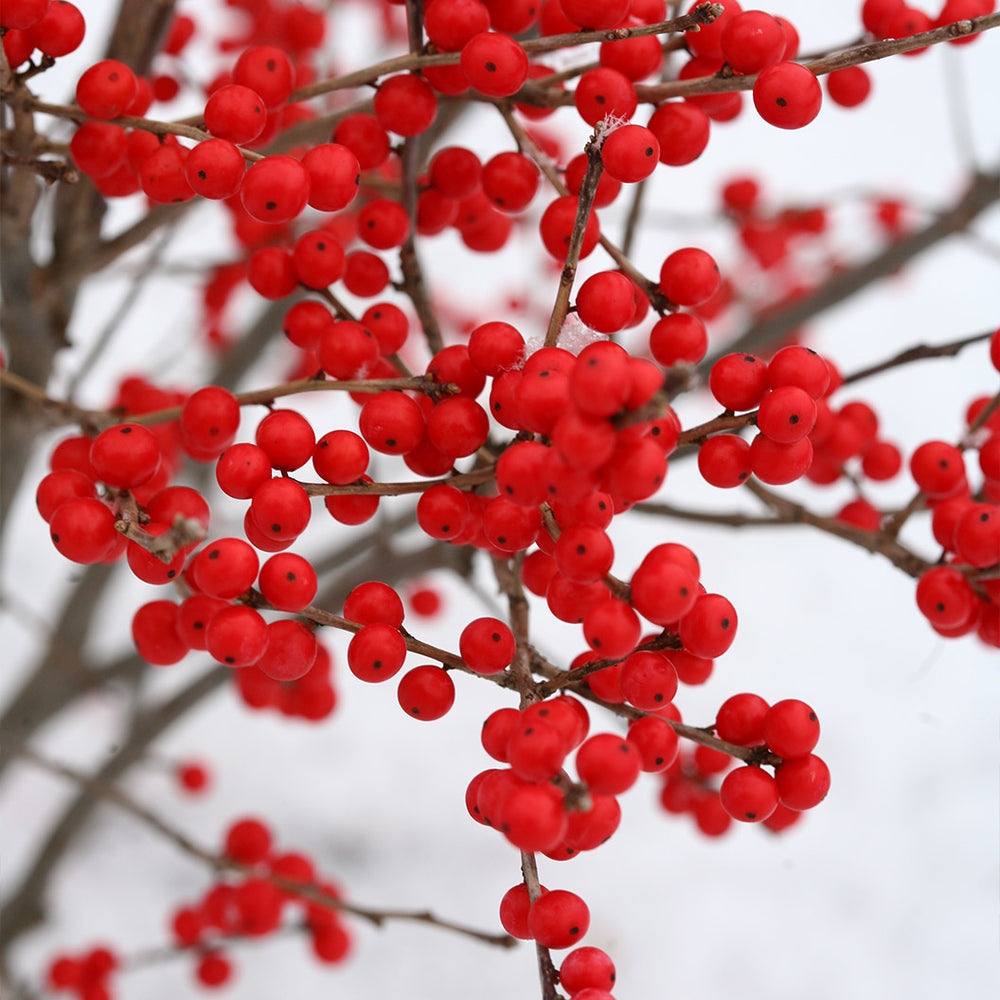 Proven Winners® Berry Poppins® Holly Shrub