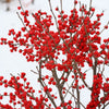 Proven Winners® Berry Poppins® Holly Shrub
