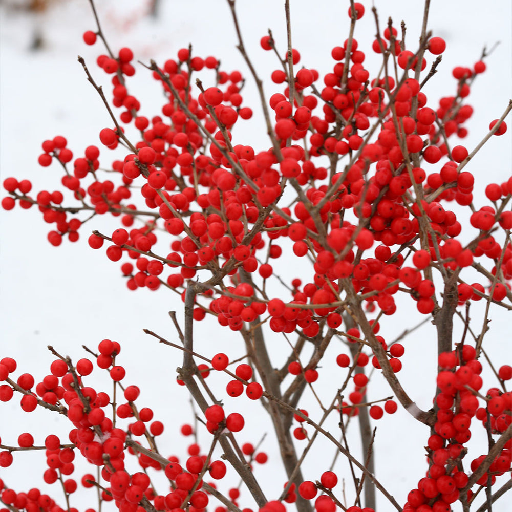 Proven Winners® Berry Poppins® Holly Shrub