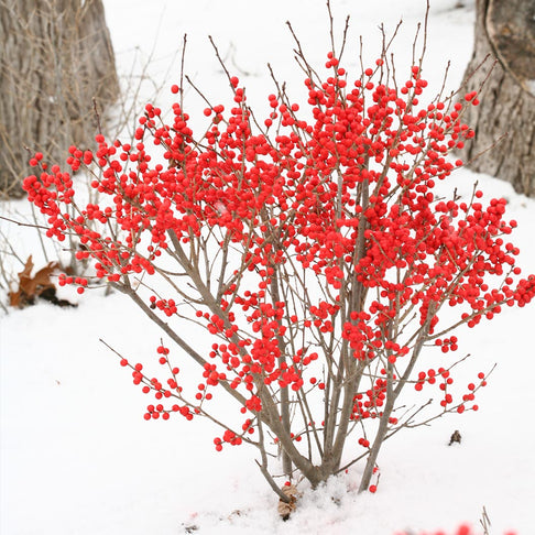 Proven Winners® Berry Poppins® Holly Shrub