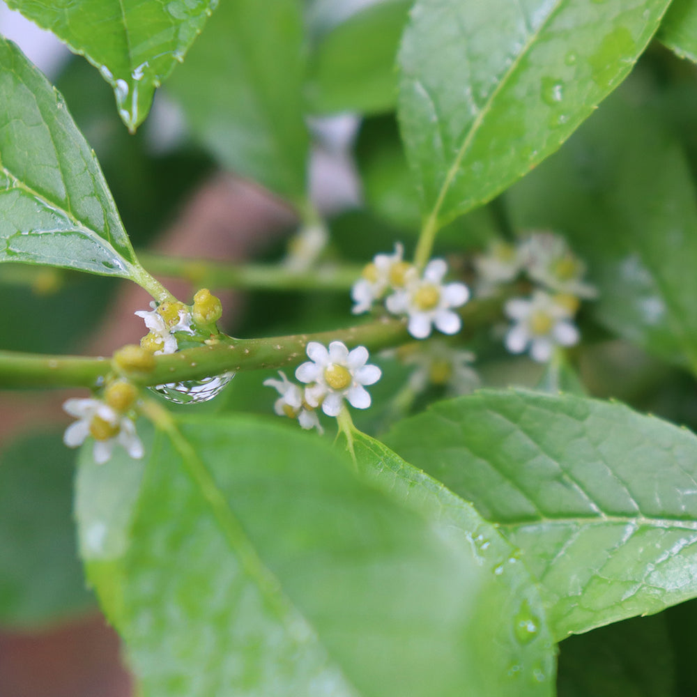 Proven Winners® Berry Poppins® Holly Shrub