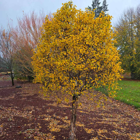 Magical® Globe Birch Tree