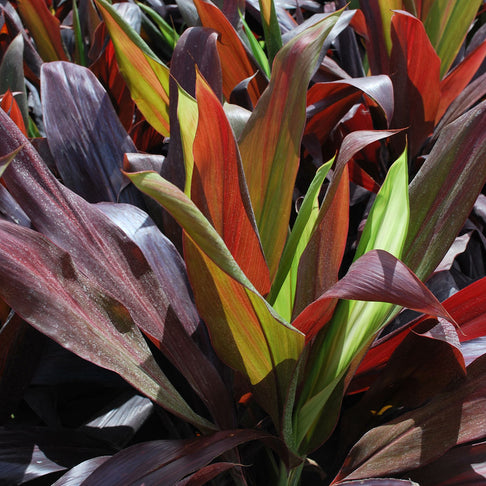 Black Magic Cordyline Plant