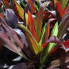 Black Magic Cordyline Plant