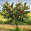 Black Tartarian Cherry Tree