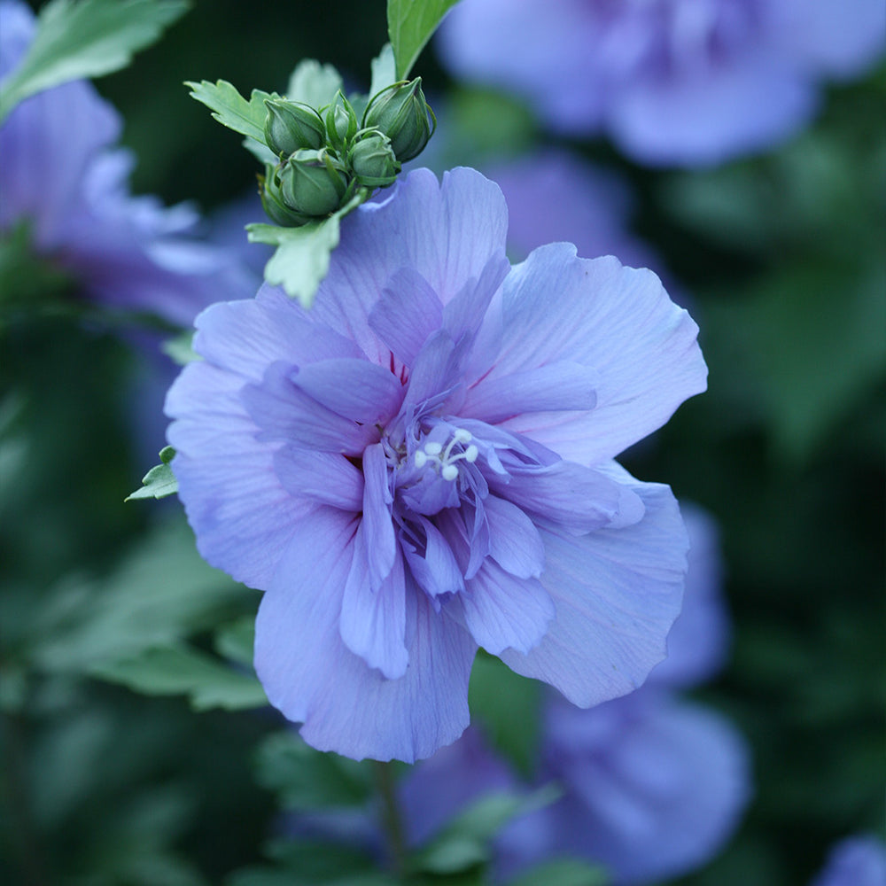 Proven Winners® Blue Chiffon® Rose of Sharon Althea