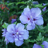 Proven Winners® Blue Chiffon® Rose of Sharon Althea