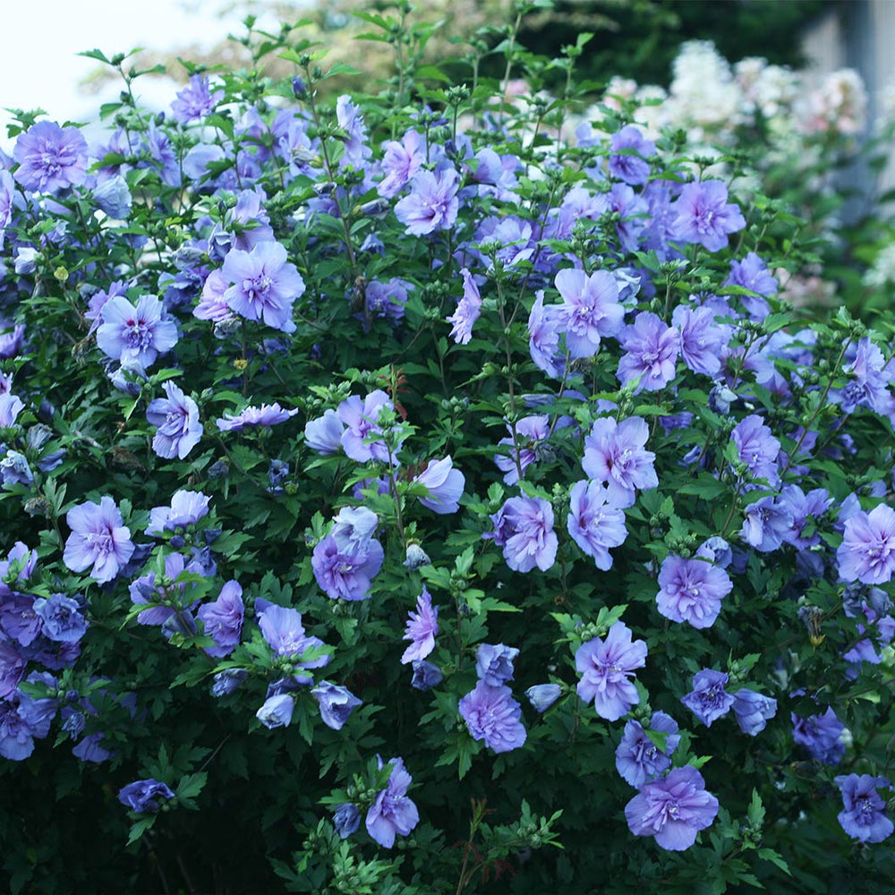 Proven Winners® Blue Chiffon® Rose of Sharon Althea