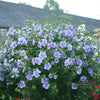 Proven Winners® Blue Chiffon® Rose of Sharon Althea