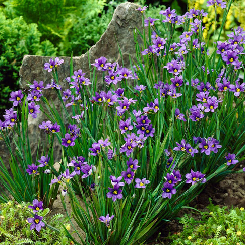 Lucerne Blue-Eyed Grass