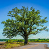 Bur Oak Tree