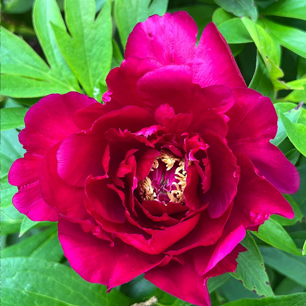 Garden Candy® Candy Apple Itoh Peony Bush