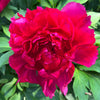 Garden Candy® Candy Apple Itoh Peony Bush