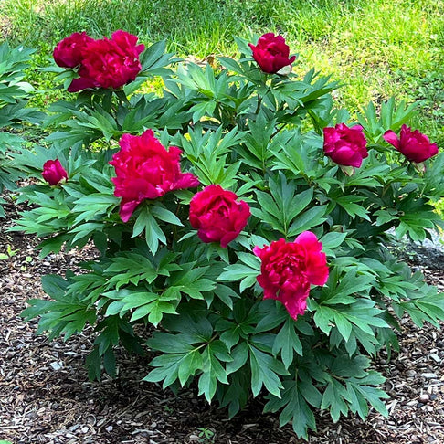 Garden Candy® Candy Apple Itoh Peony Bush
