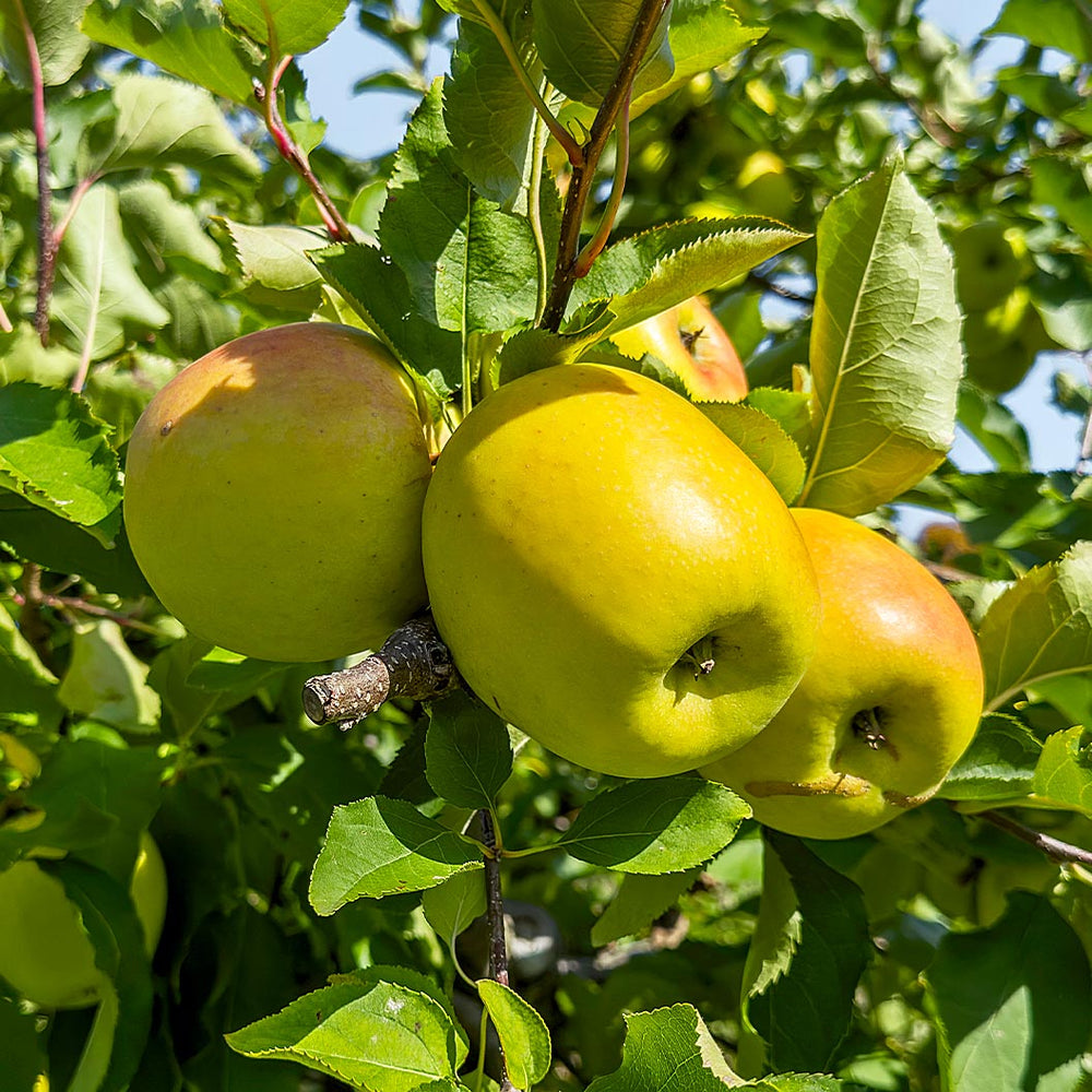 CandyCrisp® Apple Tree