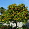 Cara Cara Orange Tree