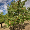 Chinese Mormon Apricot Tree