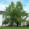 City Slicker® River Birch Tree