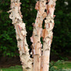 City Slicker® River Birch Tree