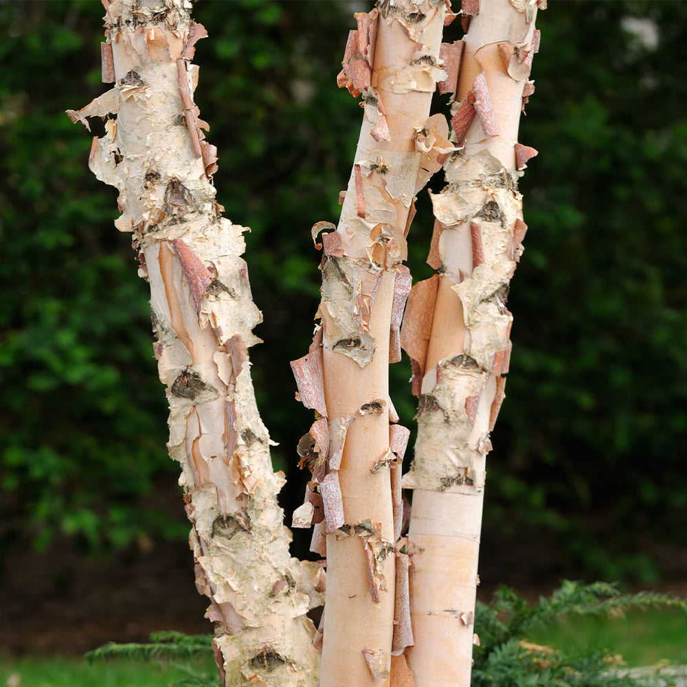 City Slicker® River Birch Tree