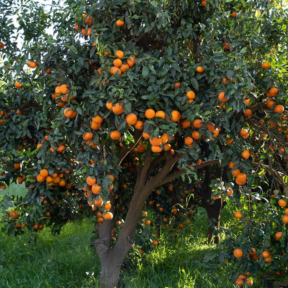 Clementine Tree