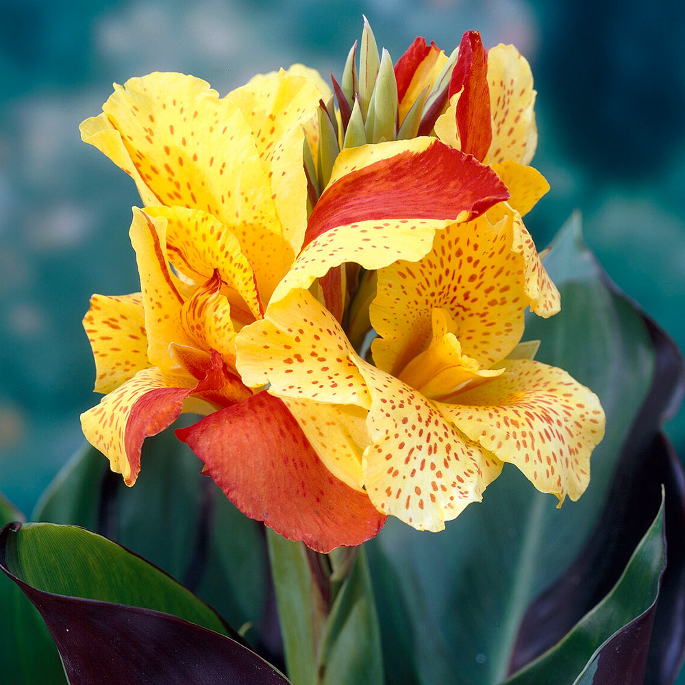 Cleopatra Canna Lily