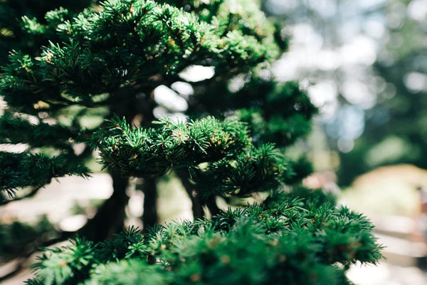 Evergreen Trees: Top 5 for the Holidays and Beyond