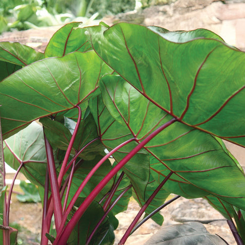 Royal Hawaiian® Hawaiian Punch Elephant's Ear Shrub