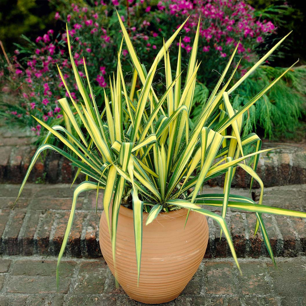 Color Guard Yucca