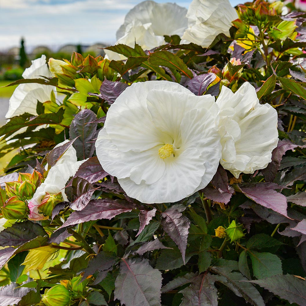 Proven Winners® Cookies and Cream Hibiscus