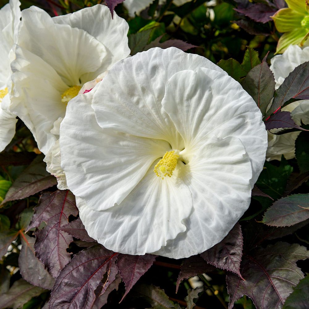Proven Winners® Cookies and Cream Hibiscus