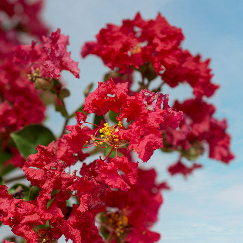 Bellini® Strawberry Crape Myrtle Shrub
