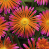 Better Versions® Ocean Sunset™ Orange Glow Ice Plant
