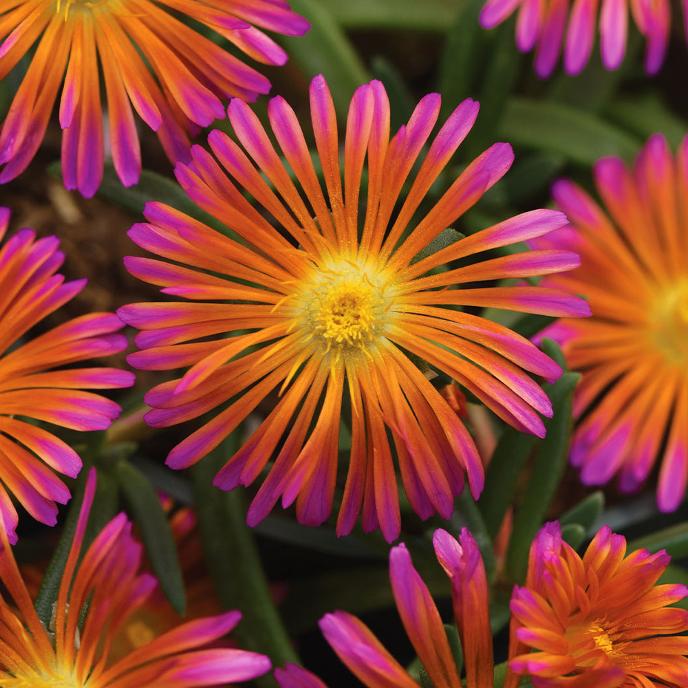 Better Versions® Ocean Sunset™ Orange Glow Ice Plant